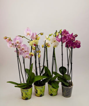 Orchid Phalaenopsis 3 Stem Twin Pack Mixed Colours 12cm Pot Houseplant