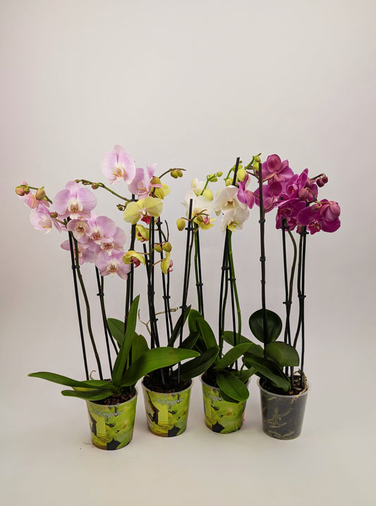 Orchid Phalaenopsis 3 Stem Twin Pack Mixed Colours 12cm Pot Houseplant