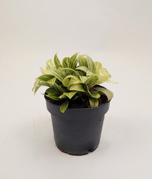 Philodendron White Birkin 12cm Pot Houseplant