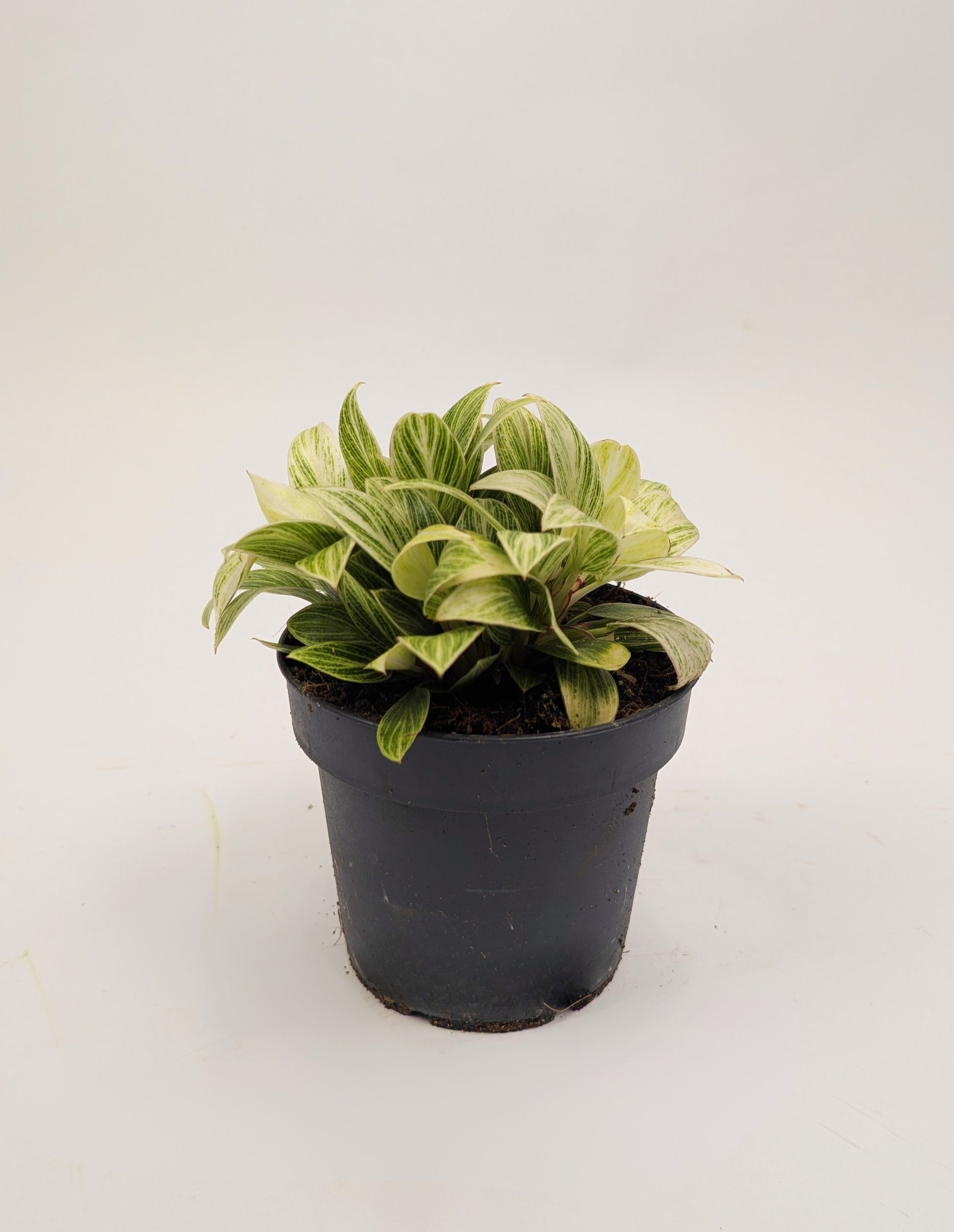 Philodendron White Birkin 12cm Pot Houseplant
