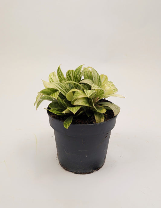 Philodendron White Birkin 12cm Pot Houseplant