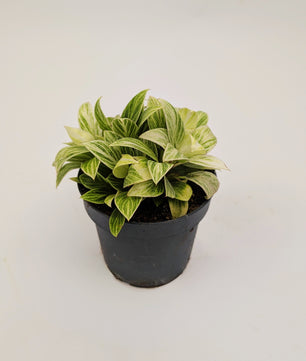 Philodendron White Birkin 12cm Pot Houseplant