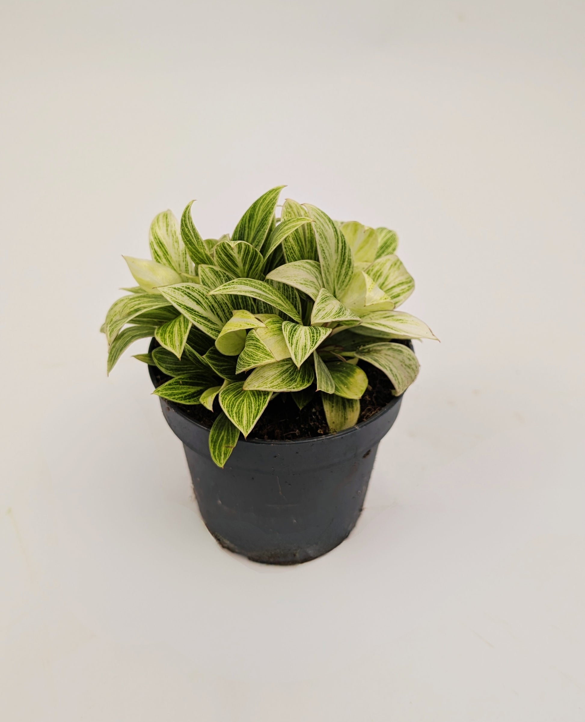 Philodendron White Birkin 12cm Pot Houseplant