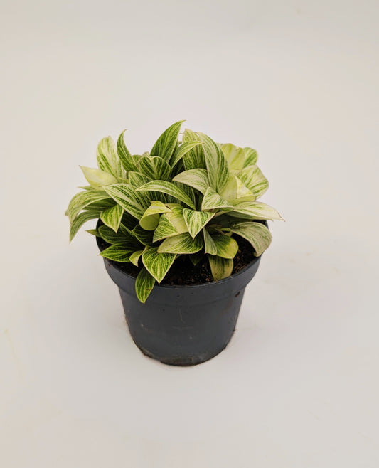 Philodendron White Birkin 12cm Pot Houseplant