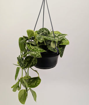 30 - 40cm Scindapsus Pictus Argyraeus Pothos 14cm Hanging Pot Houseplant