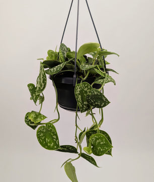 30 - 40cm Scindapsus Pictus Argyraeus Pothos 14cm Hanging Pot Houseplant