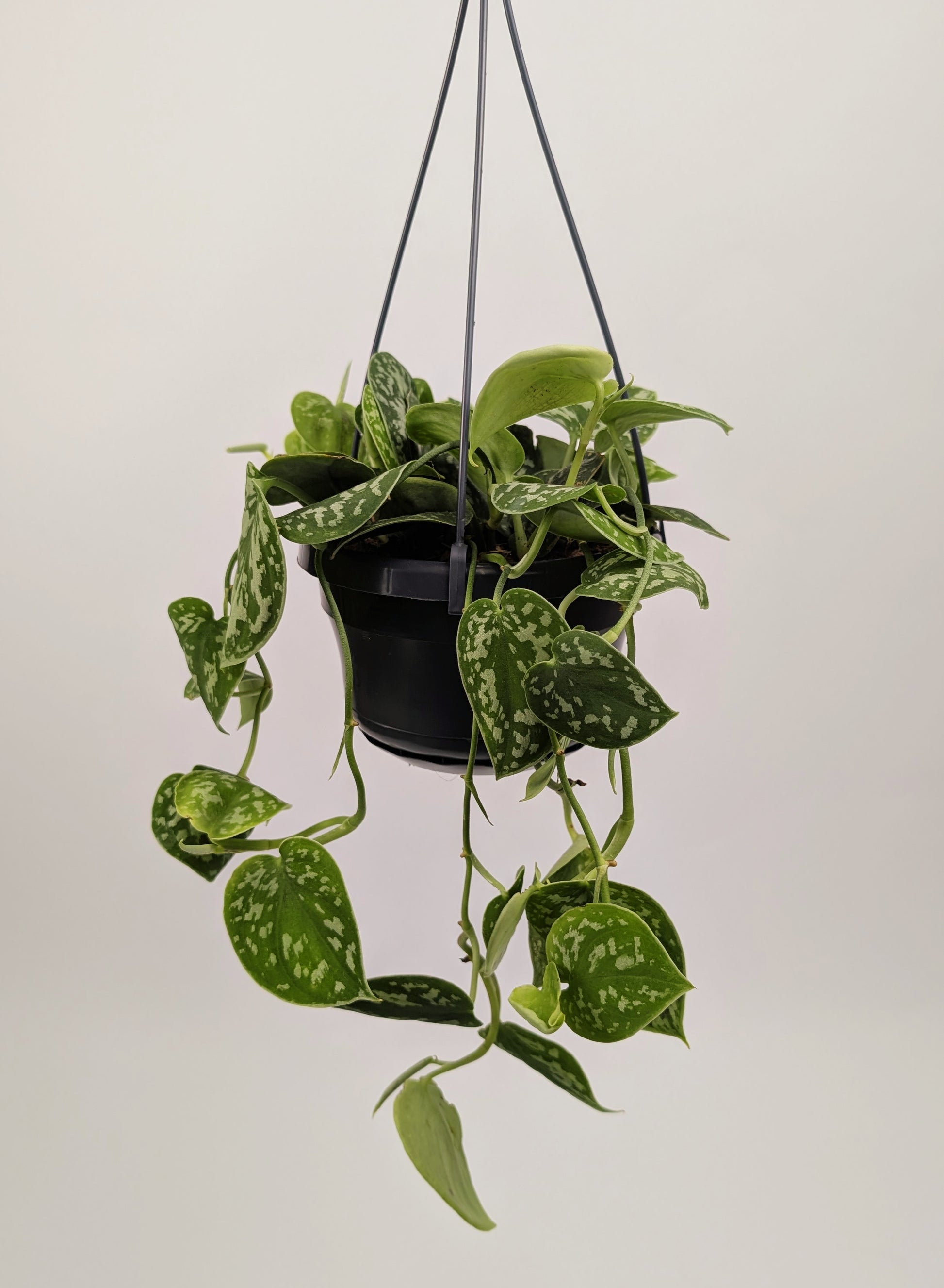 30 - 40cm Scindapsus Pictus Argyraeus Pothos 14cm Hanging Pot Houseplant
