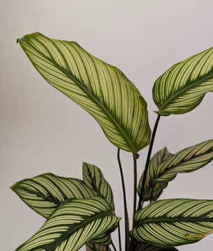 30 - 40cm Calathea White Star 12cm Pot Prayer Plant