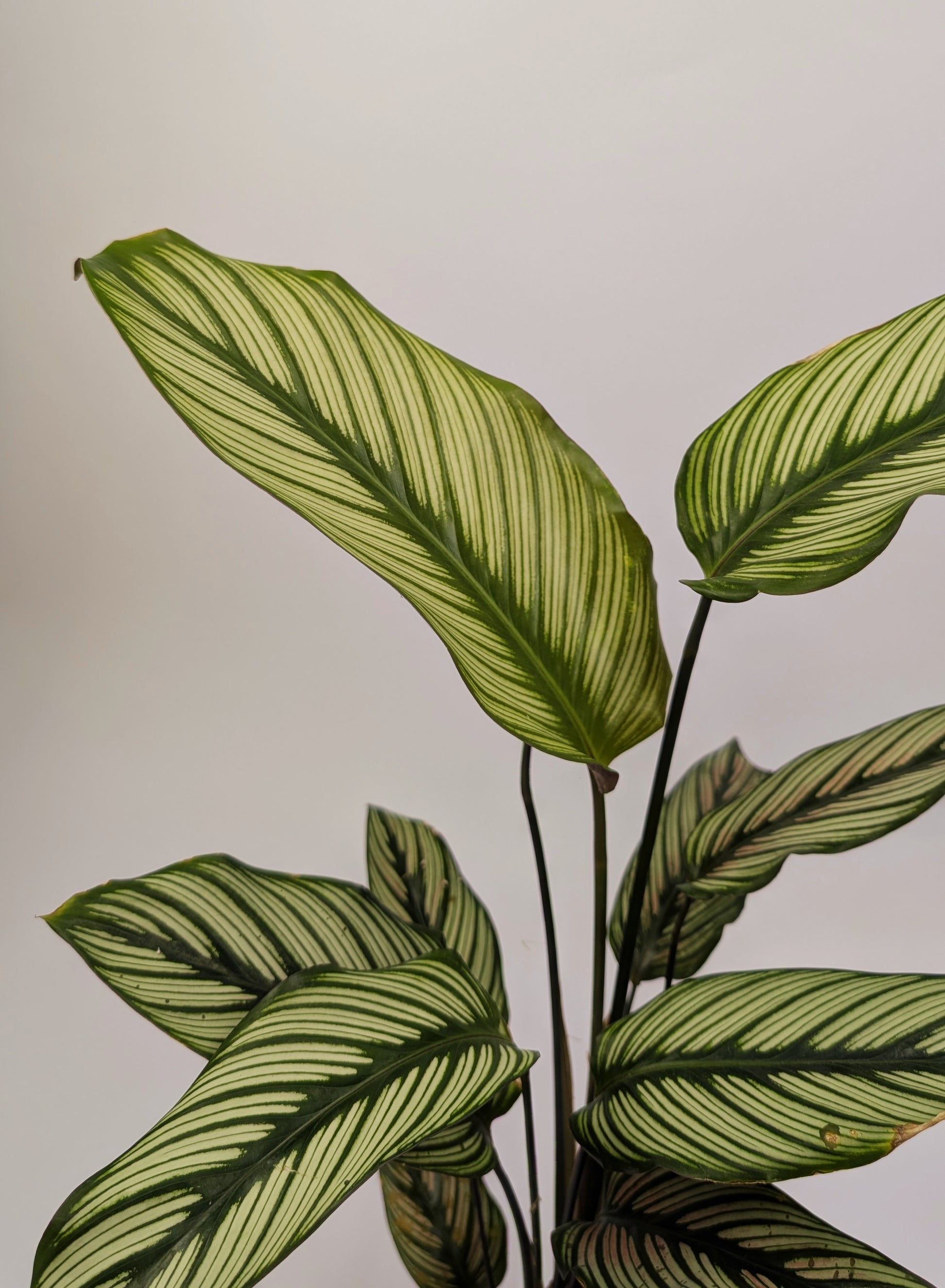 30 - 40cm Calathea White Star 12cm Pot Prayer Plant