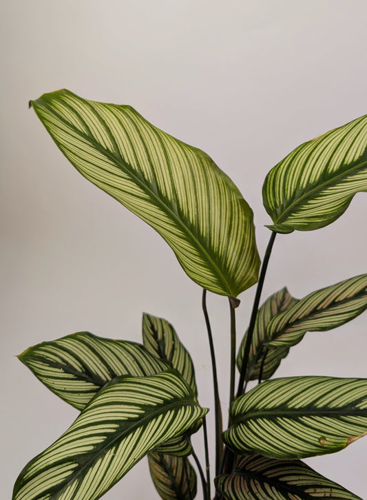 30 - 40cm Calathea White Star 12cm Pot Prayer Plant