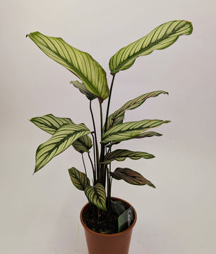 30 - 40cm Calathea White Star 12cm Pot Prayer Plant