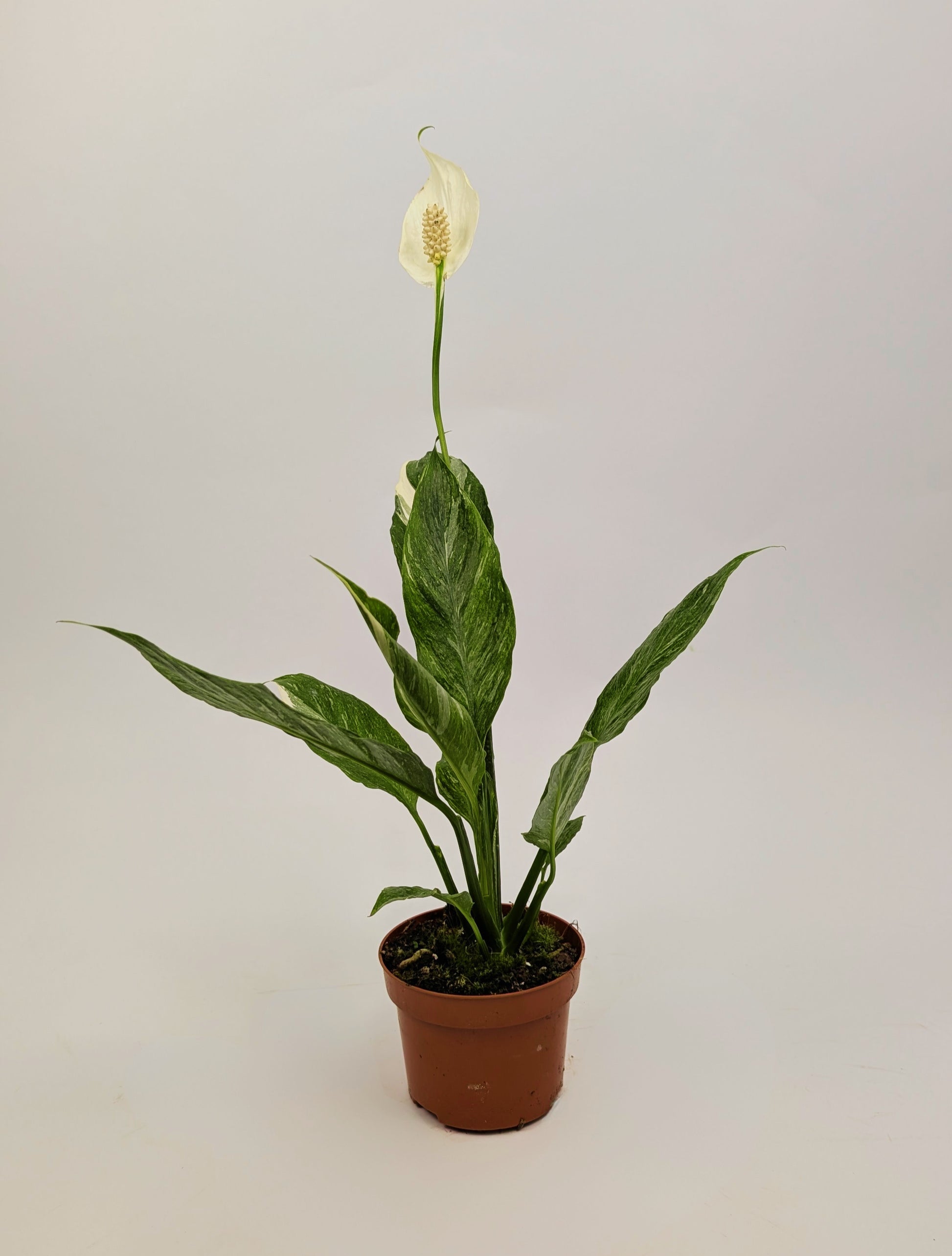 Spathiphyllum ‘Diamond’ Variegated Peace Lily 12cm Pot Houseplant
