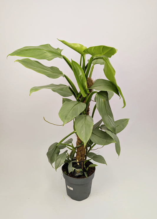 Philodendron Hastatum Silver Sword on mosspole 17cm Pot Houseplant