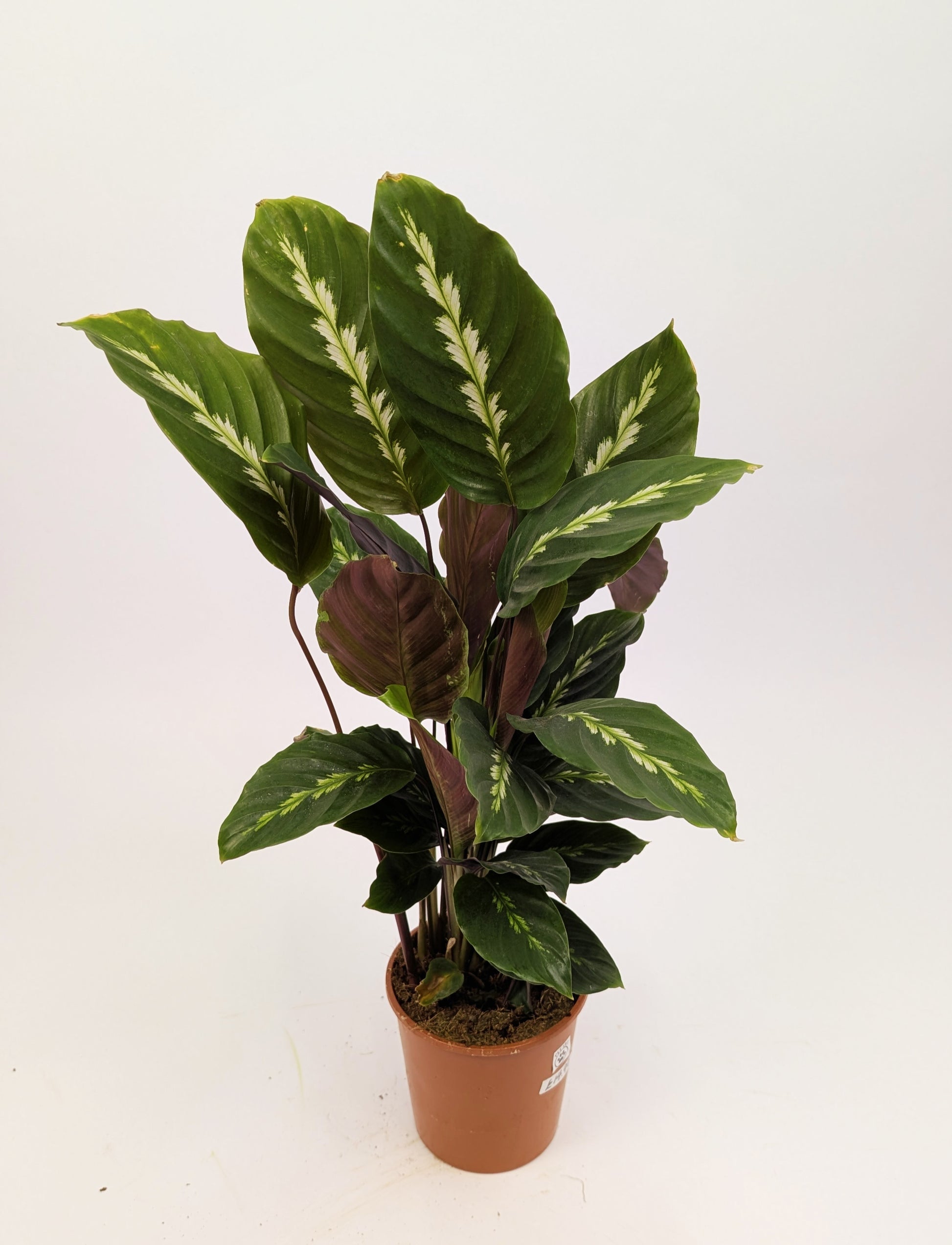 Calathea Maui Queen Prayer Plant 12cm Pot Houseplant