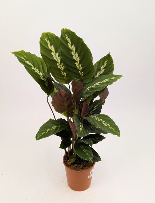 Calathea Maui Queen Prayer Plant 12cm Pot Houseplant