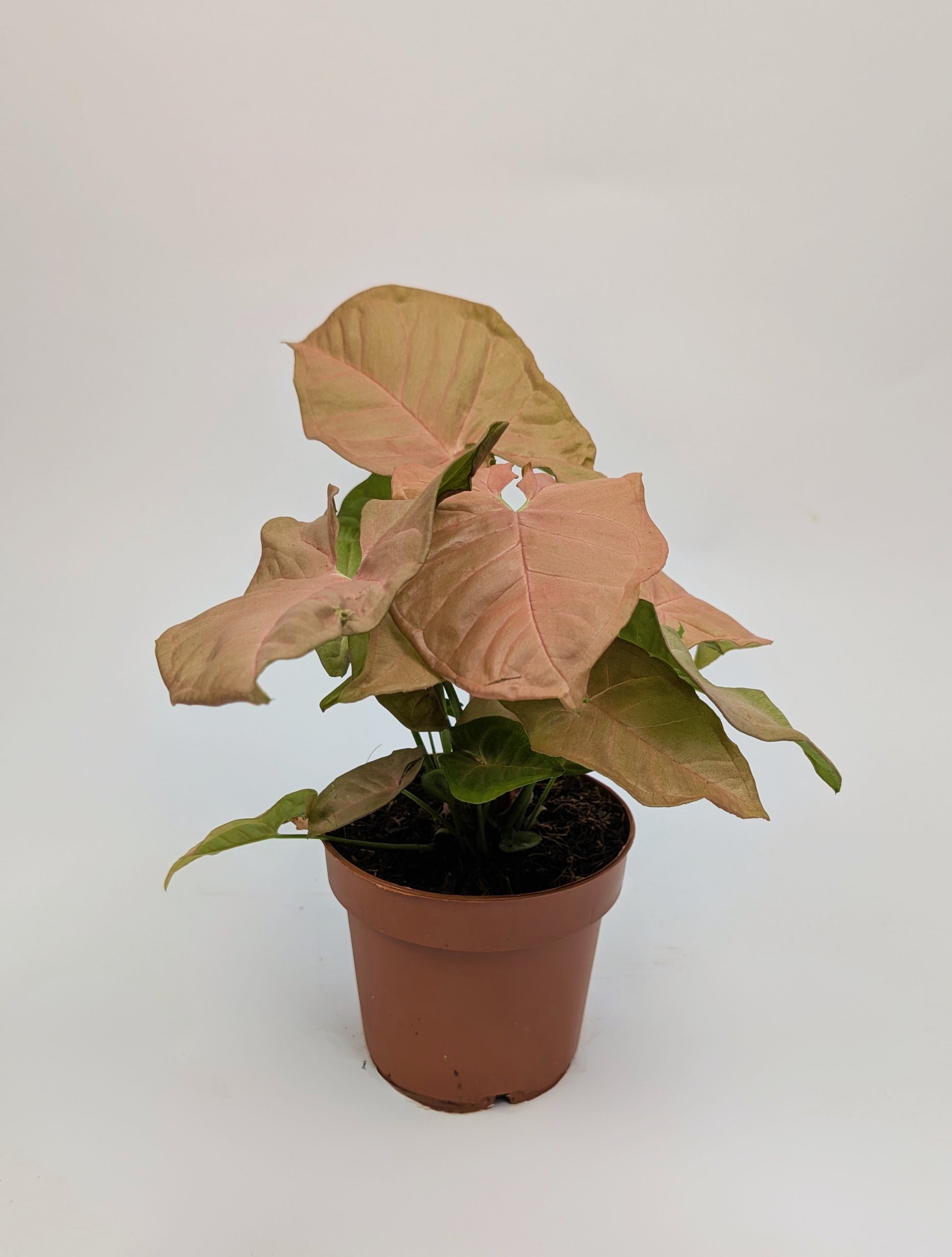 Syngonium Red Heart Arrowheart 12cm Pot Houseplant