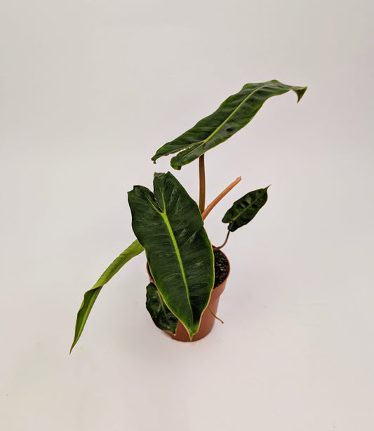 20 - 30cm Philodendron Billietiae 12cm Pot House Plant