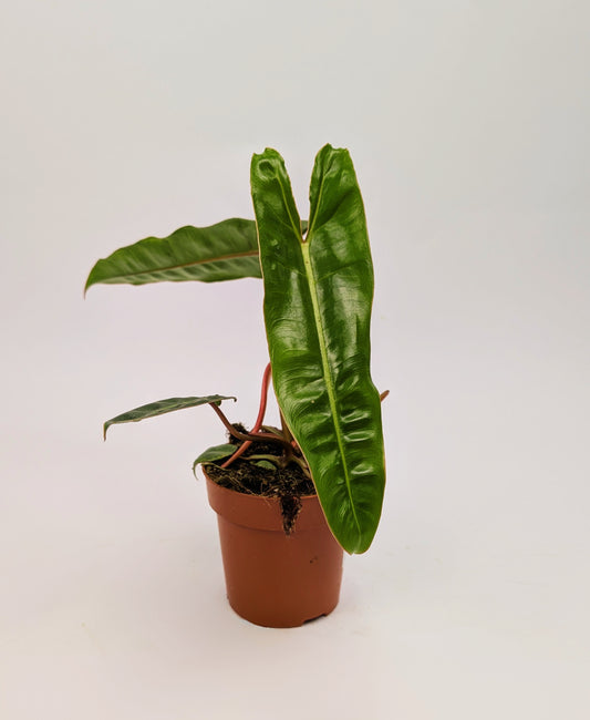 20 - 30cm Philodendron Billietiae 12cm Pot House Plant