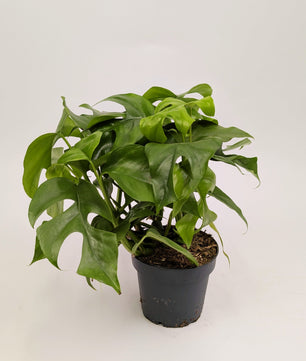 25 - 40cm Rhaphidophora Tetrasperma 12cm Pot Houseplant
