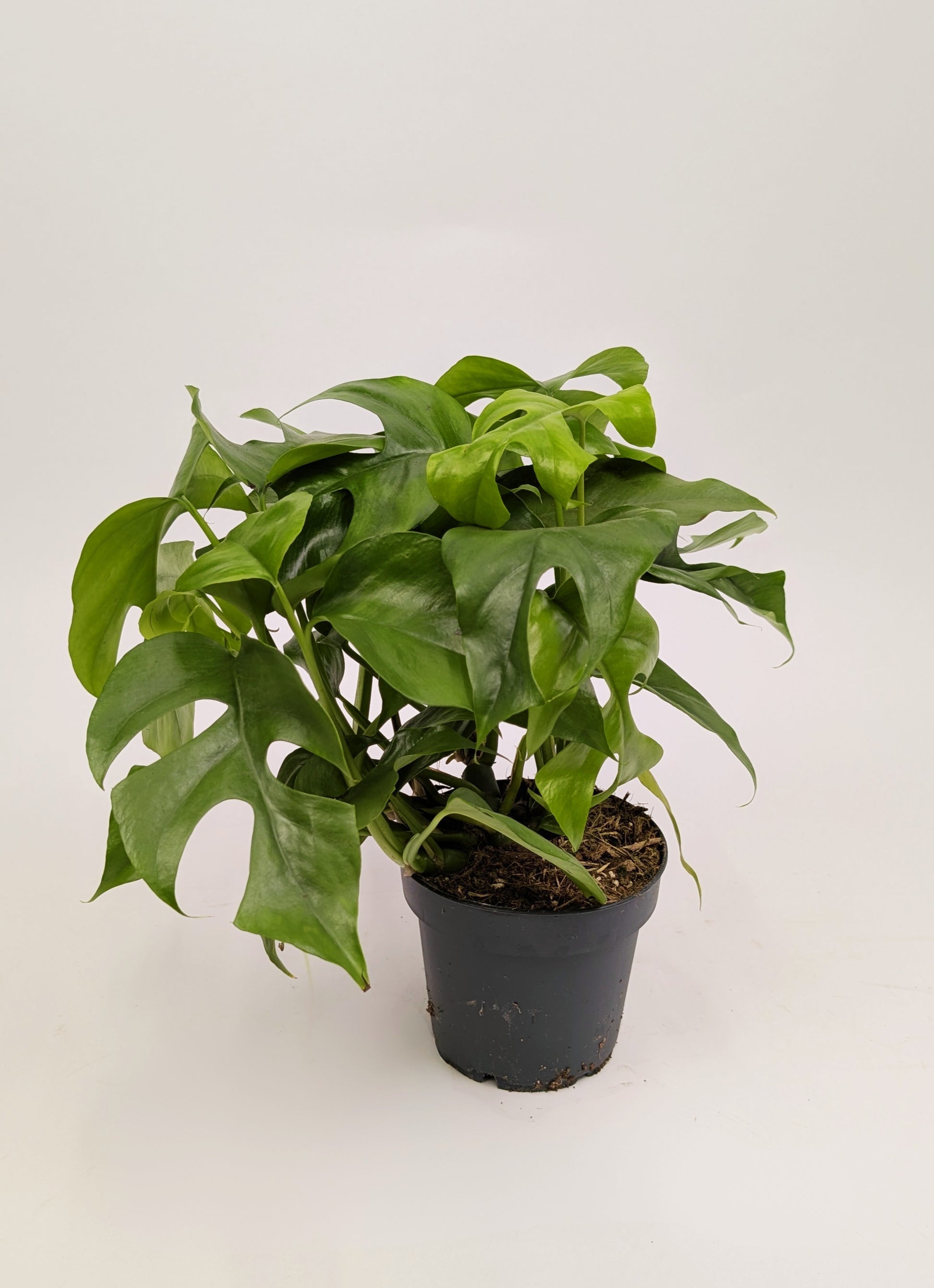 25 - 40cm Rhaphidophora Tetrasperma 12cm Pot Houseplant