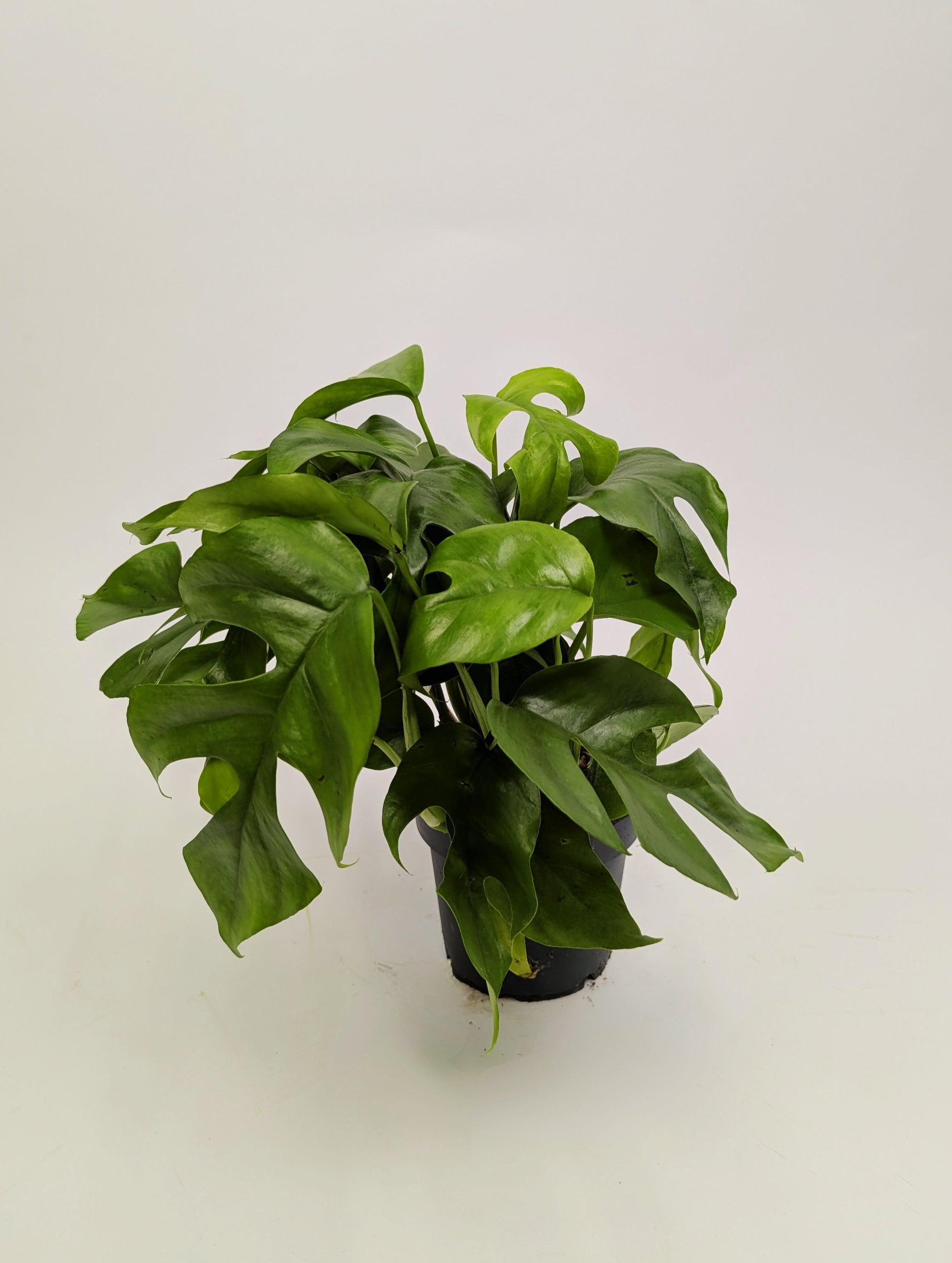 25 - 40cm Rhaphidophora Tetrasperma 12cm Pot Houseplant