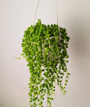 String of Pearls 'Senecio Rowleyanus' 14cm Hanging Pot Houseplant
