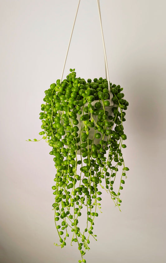 String of Pearls 'Senecio Rowleyanus' 14cm Hanging Pot Houseplant