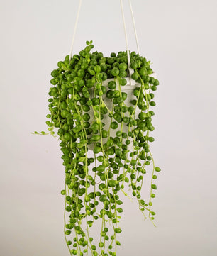 String of Pearls 'Senecio Rowleyanus' 14cm Hanging Pot Houseplant