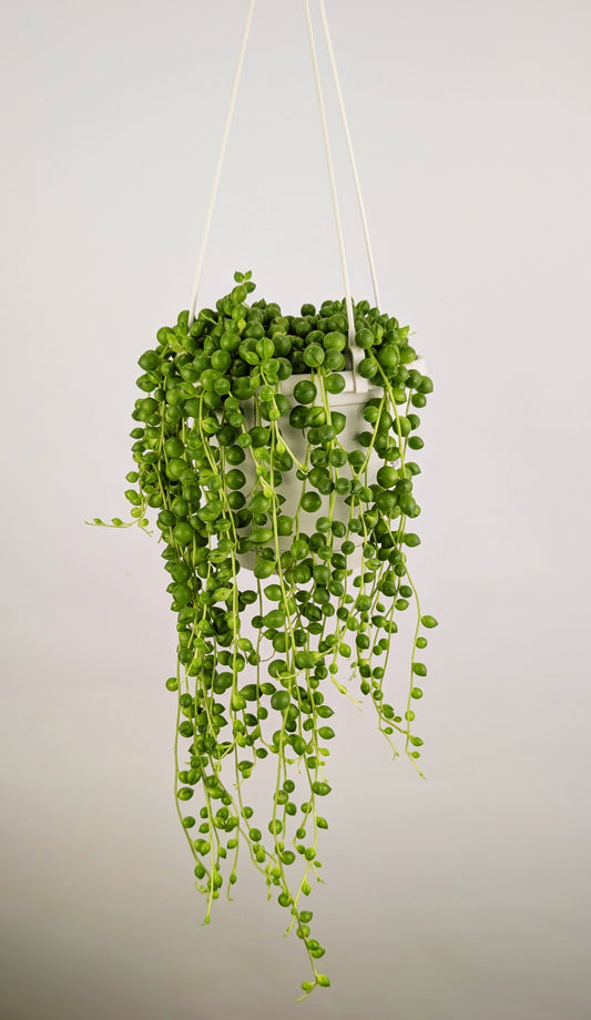 String of Pearls 'Senecio Rowleyanus' 14cm Hanging Pot Houseplant