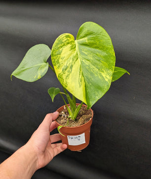 20 - 35cm Monstera Aurea 10.5cm Pot Collectors Houseplant