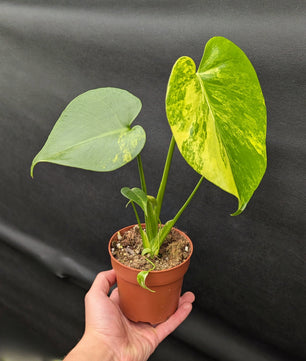20 - 35cm Monstera Aurea 10.5cm Pot Collectors Houseplant