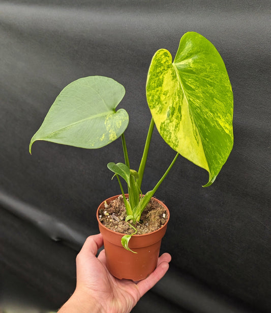 20 - 35cm Monstera Aurea 10.5cm Pot Collectors Houseplant