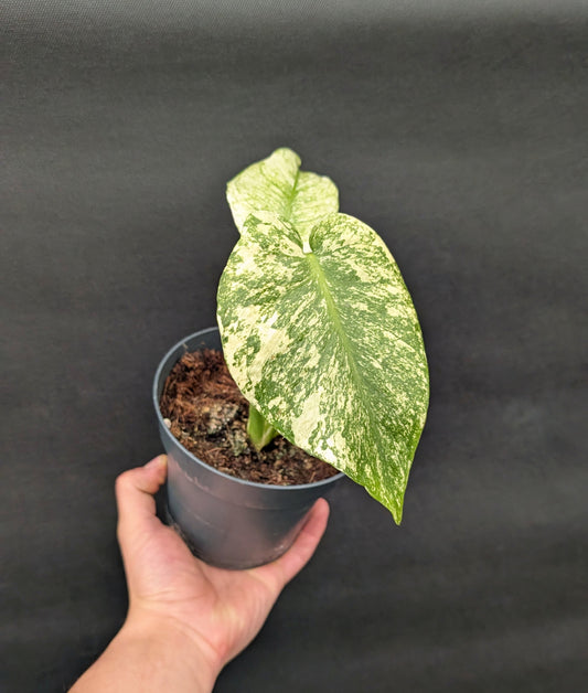 20 - 30cm Monstera Mint 14cm Pot Collectors Houseplant