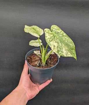 20 - 30cm Monstera Mint 14cm Pot Collectors Houseplant