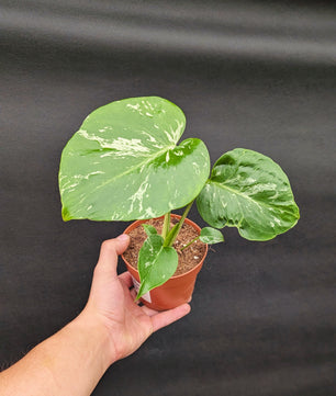 Monstera Bulbasaur 10.5cm Pot Rare Collectors Houseplant