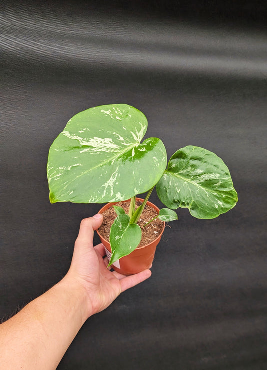 Monstera Bulbasaur 10.5cm Pot Rare Collectors Houseplant