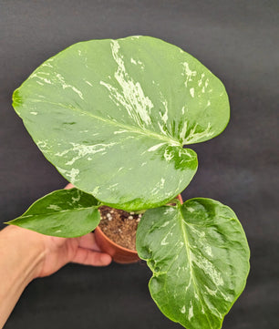 Monstera Bulbasaur 10.5cm Pot Rare Collectors Houseplant