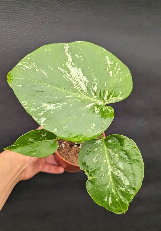 Monstera Bulbasaur 10.5cm Pot Rare Collectors Houseplant