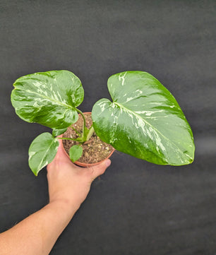 Monstera Bulbasaur 10.5cm Pot Rare Collectors Houseplant