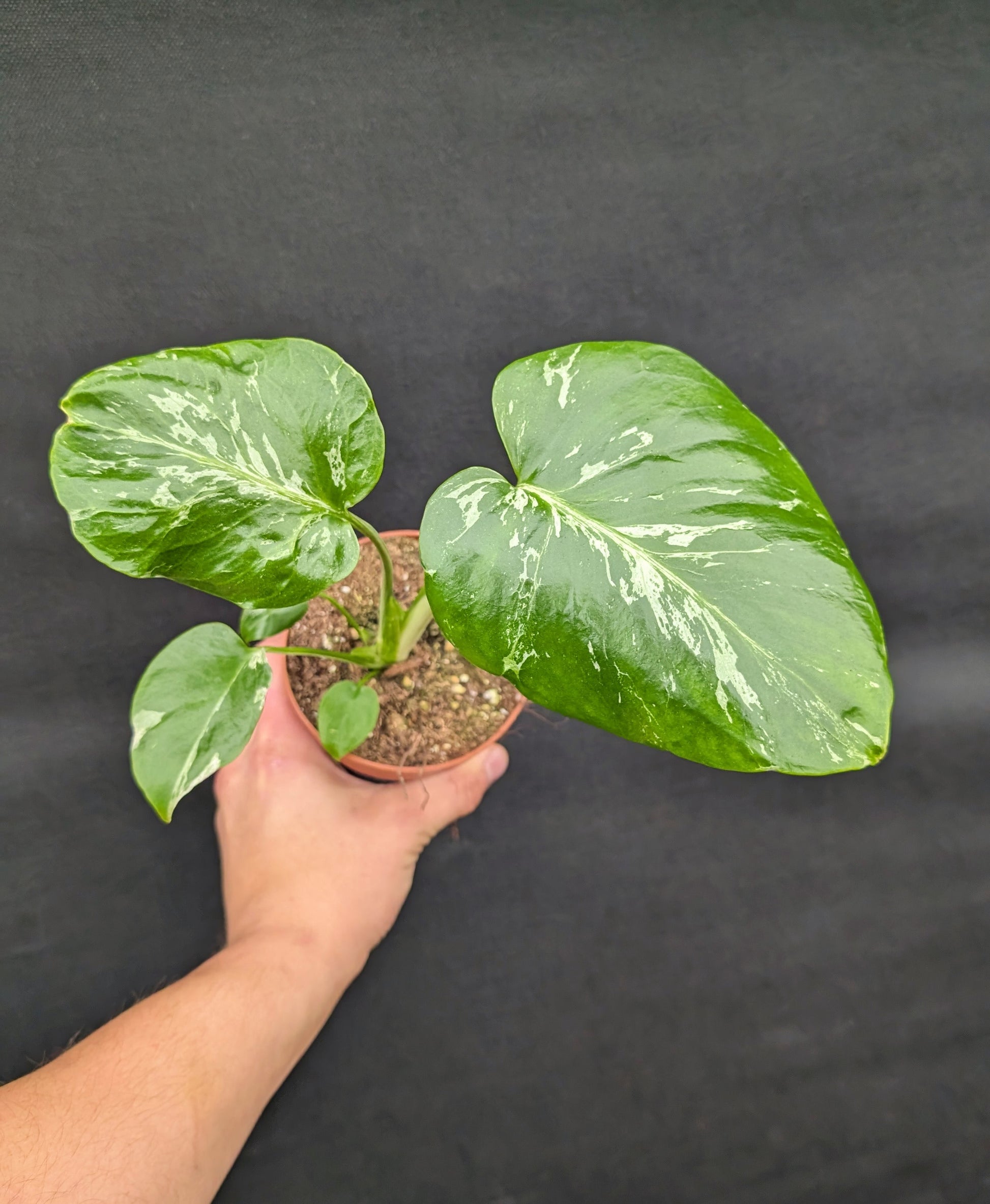 Monstera Bulbasaur 10.5cm Pot Rare Collectors Houseplant