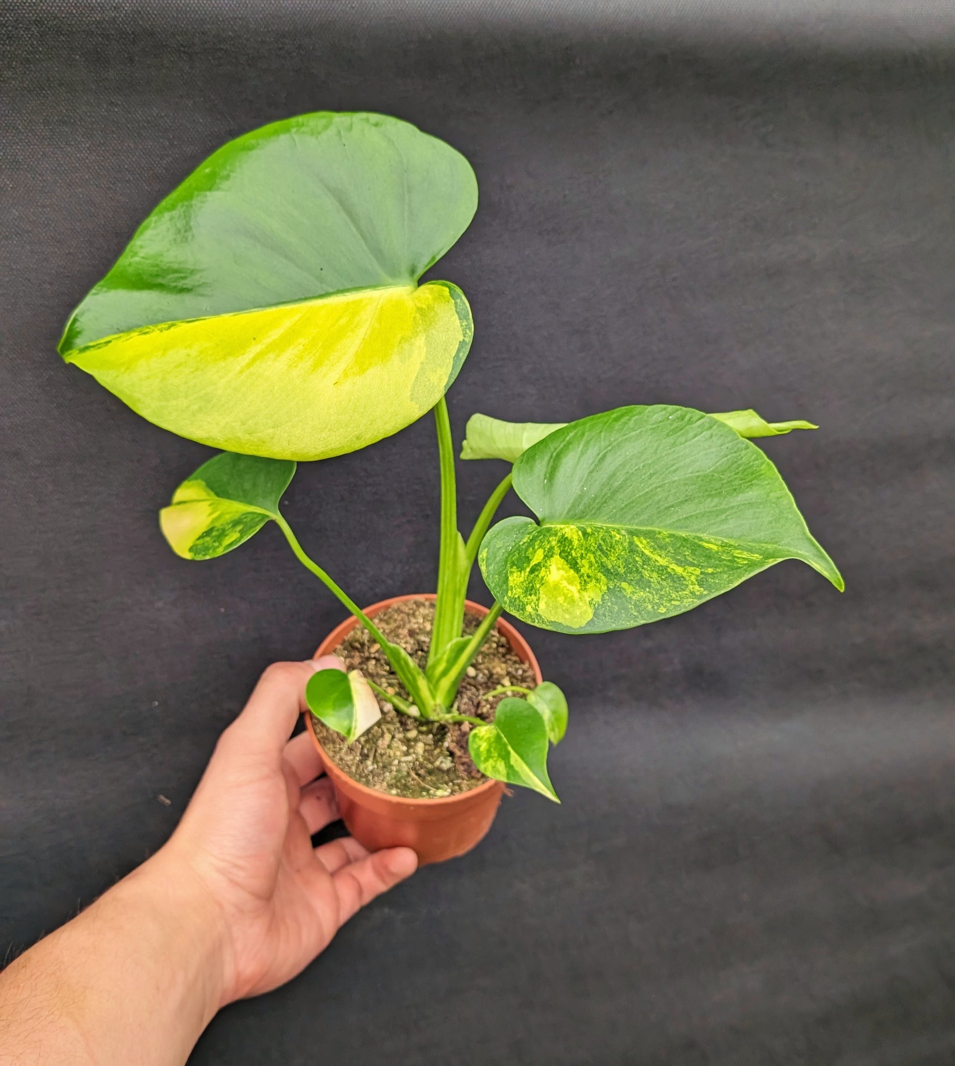 20 - 35cm Monstera Aurea Half Moon 10.5cm Pot Houseplant