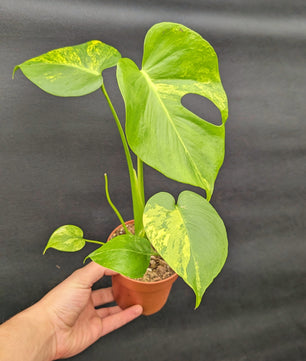 20 - 35cm Monstera Aurea 10.5cm Pot Collectors Houseplant
