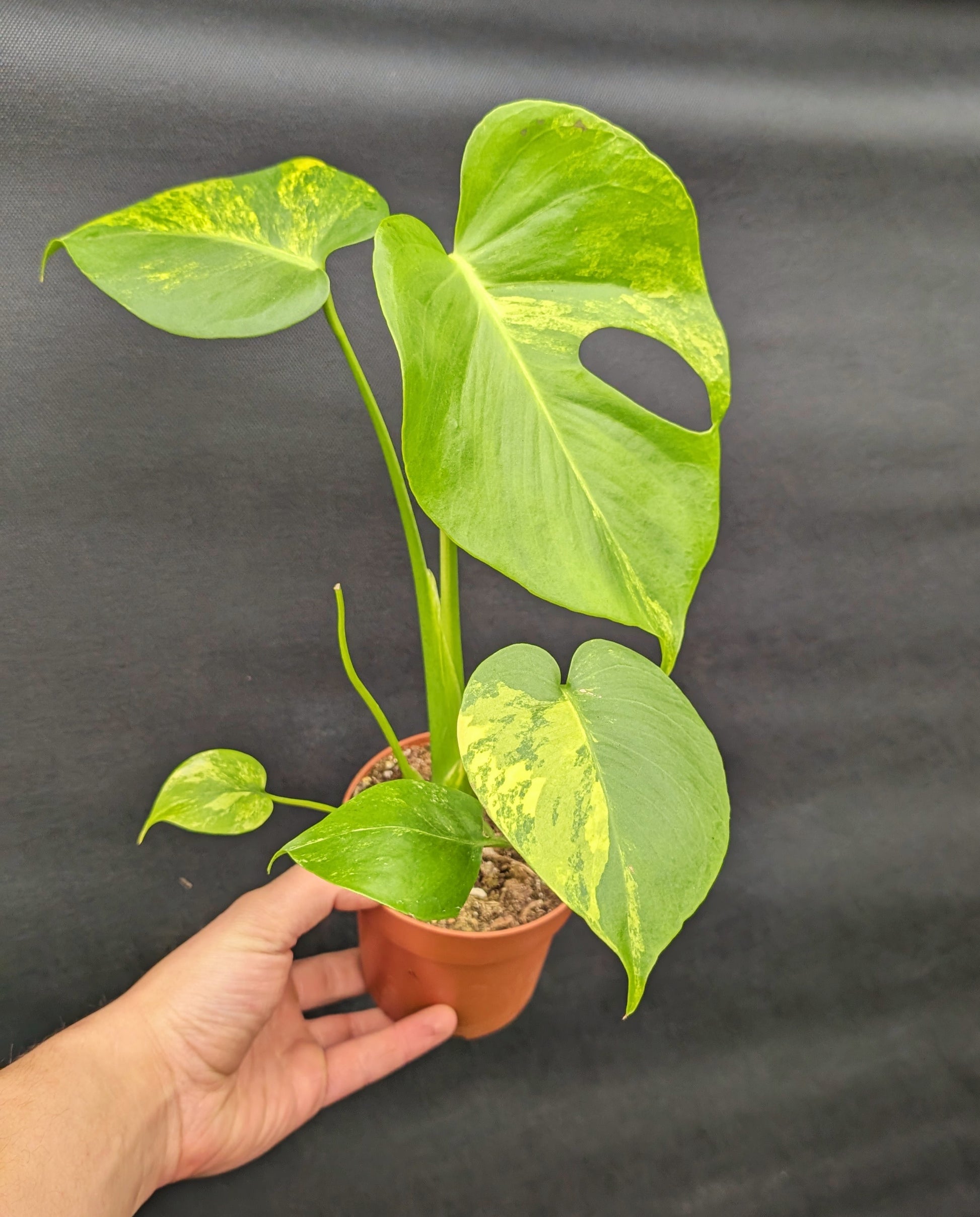 20 - 35cm Monstera Aurea 10.5cm Pot Collectors Houseplant