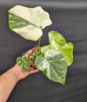 Highly Variegated Monstera Thai 10.5cm Pot Houseplant
