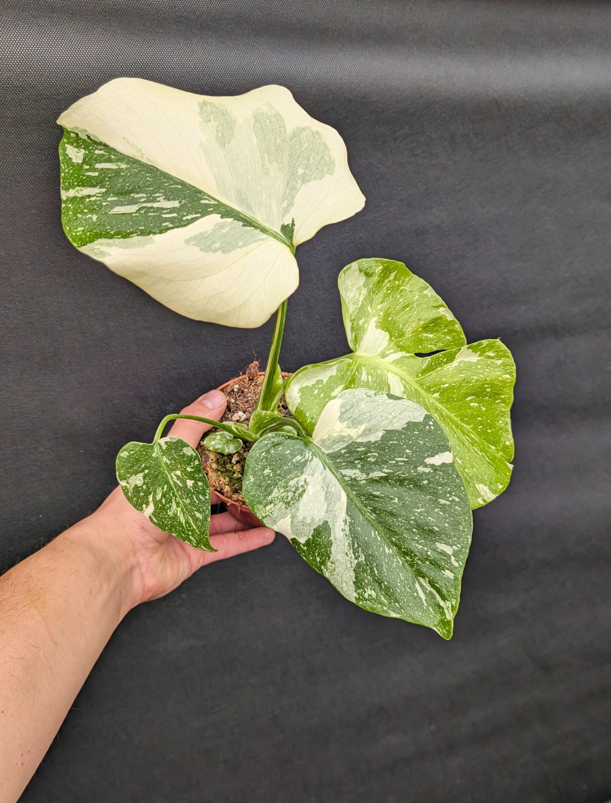 Highly Variegated Monstera Thai 10.5cm Pot Houseplant