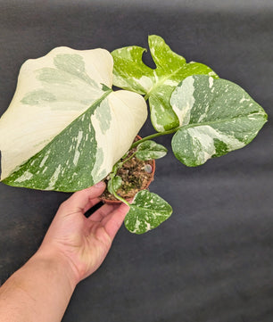 Highly Variegated Monstera Thai 10.5cm Pot Houseplant