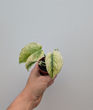 Monstera Mint 6cm Pot Baby Collectors Houseplant