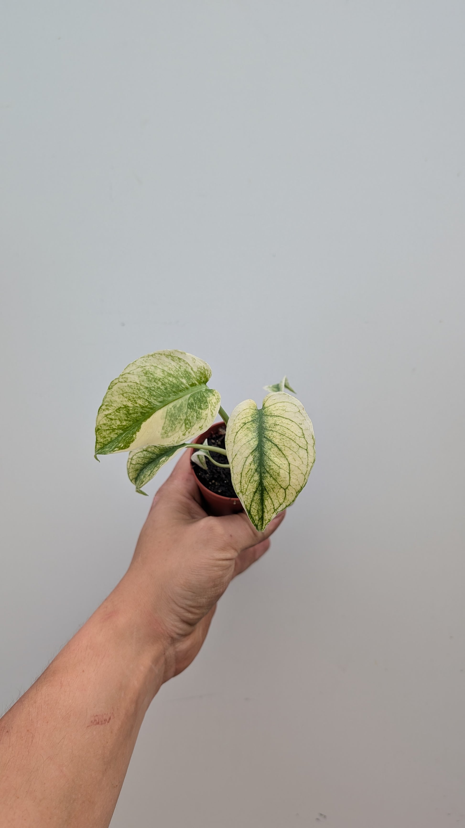 Monstera Mint 6cm Pot Baby Collectors Houseplant