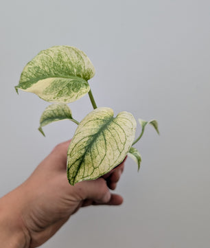 Monstera Mint 6cm Pot Baby Collectors Houseplant