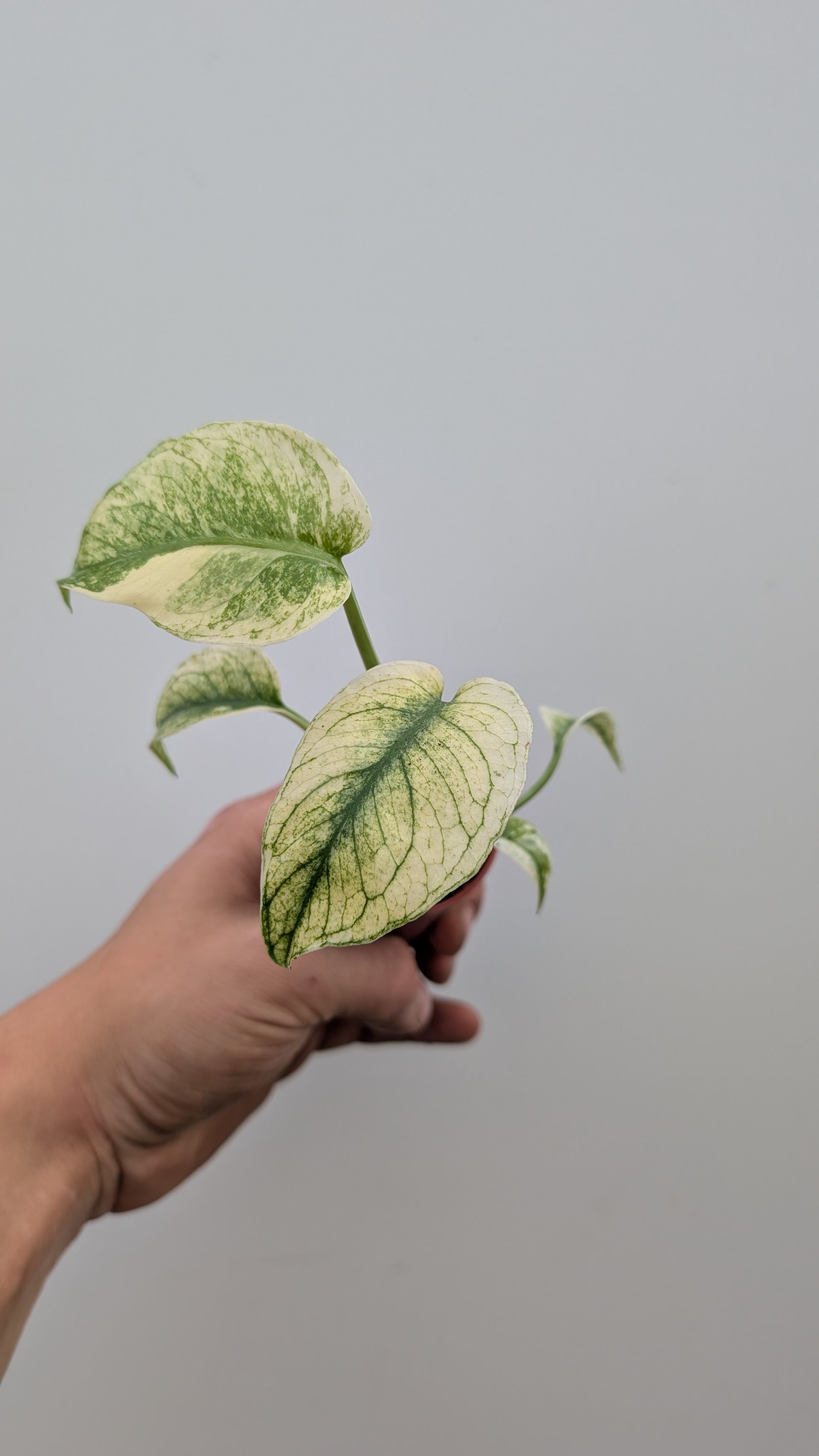 Monstera Mint 6cm Pot Baby Collectors Houseplant